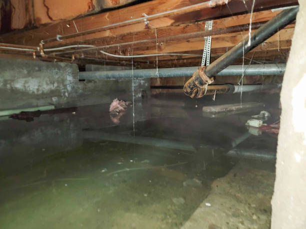Best Carpet water damage restoration  in Walls, MS