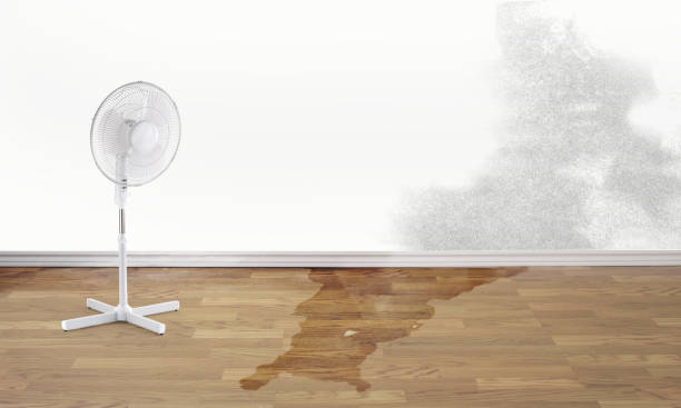 Best Local water damage restoration  in Walls, MS